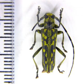 Cerambycidae Saperda (lopezcolonia) Maculosa Se Azerbaijan Talysh Male Rare