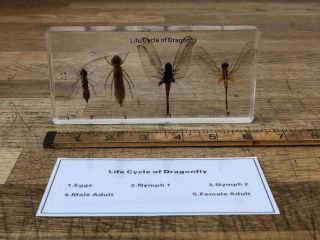 Life Cycle Of Dragonfly - Biological Development - Specimen Display - Taxidermy