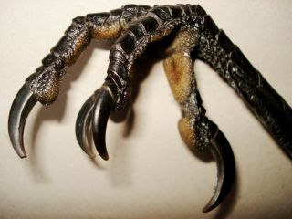 1 Icelandic Raven Foot,  Claw (common Raven) Souvenirs,  Taxidermy