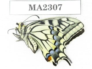 Butterfly.  Papilio Machaon Ssp.  China,  W Sichuan,  Batang.  1m.  Ma2307.