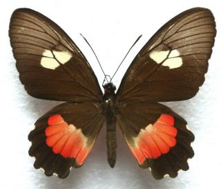 Venezuelan Butterflies Caught In The 70ies - Parides Erithalion Ssp.  ? 4 (f)