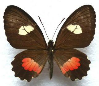 Venezuelan Butterflies Caught In The 70ies - Parides Ssp.  3 (f)