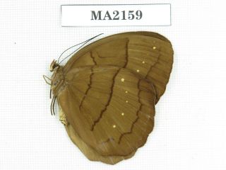 Butterfly.  Stichophthalma Sp.  China,  W Schuan,  Yajiang.  1f.  Ma2159.