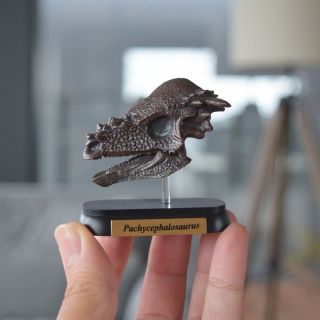 Favorite Pachycephalosaurus Skull Dinosaur Mini Model Designed By H.  Tokugawa