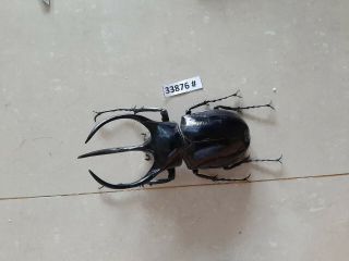 Vietnam Beetle Chalcosoma Caucasus 114mm,  33876 Pls Check Photo (a1)
