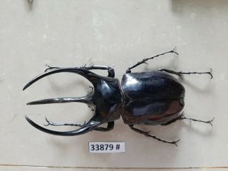 Vietnam Beetle Chalcosoma Caucasus 114mm,  33879 Pls Check Photo (a1)