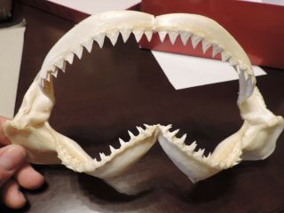 9.  5 " X 5.  5 " Shark Taxidermy Full Mouth Jaw With Teeth