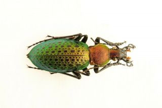 Carabidae Carabus Coptolabrus Smaragdinus Losevi Male Paratype
