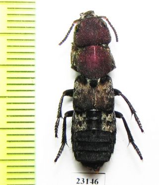 Staphylinidae Sp. ,  Zambia