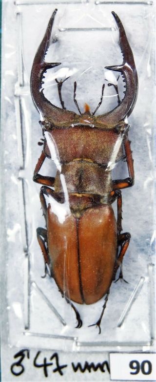 Unmounted Stag Beetle Lucanidae Lucanus Sp.  47 Mm Laos