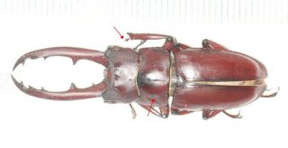 Lucanidae Prosopocoilus Laterotarsus 42.  5mm Tibet Very Large
