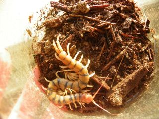 Live Medium Texas Centipede - Scolopendra Polymorpha - Insect Bug Educational