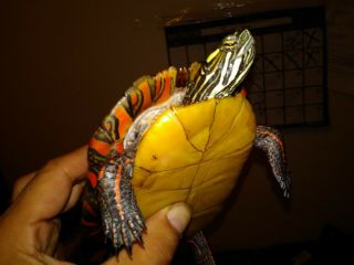 Live Common Painted Baby Pet Pond Turtle 4 " - Northeastern Freshwater