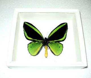 Ornithoptera Priamus Poseidon Male.  Real Insect In Frame Made Of Expensive Wood