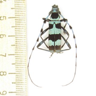 Coleoptera Cerambycidae Rosalia Coelestis A1/ 2,  6 Cm/ Veri Rare