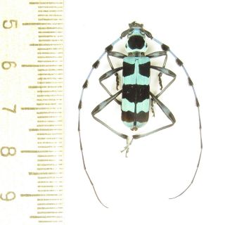 Coleoptera Cerambycidae Rosalia Coelestis A1/ 2,  5 Cm/ Veri Rare