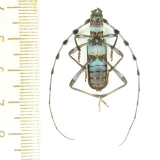 Coleoptera Cerambycidae Rosalia coelestis A1/ 2,  5 cm/ Veri RARE 2