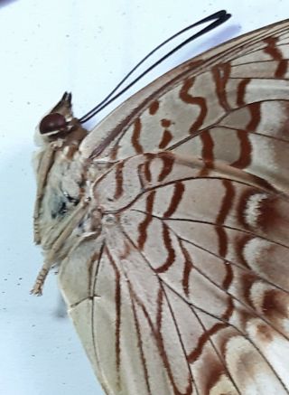 UNCOMMON NYMPHALIDAE : CHARAXES ORILUS 1 pair A -,  TIMOR,  INDONESIA 4