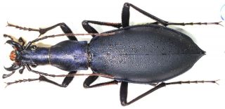 7.  Carabidae - Carabus (damaster) Oxuroides F.  Angulatus.  Female