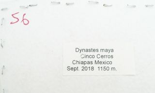 DYNASTES MAYA MALE FROM CHIAPAS,  MEXICO 56 mm 4
