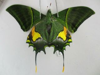 Pa4732.  Unmounted Butterflies: Teinopalpus Imperialis.  North Vietnam.  Ha Giang