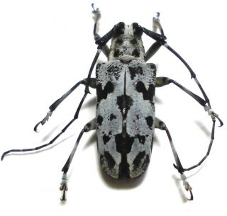 Planodes Species Female 19mm At22 Cerambycidae Beetles