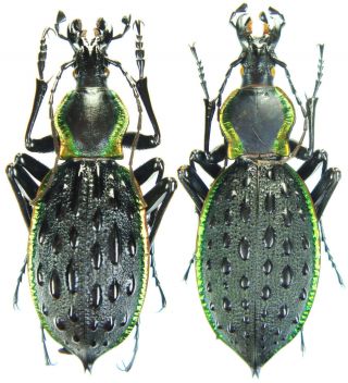 Insect - Carabidae Coptolabrus Augustus Augustus - China - Pair 40 45mm.