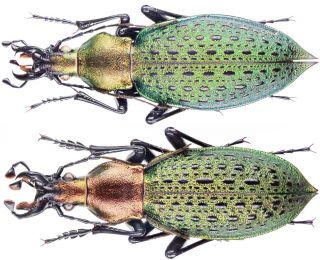 Insect - Carabidae Coptolabrus Smar.  Dachangshanensis - China - Pr.  35 40mm.