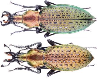 Insect - Carabidae Coptolabrus Smar.  Dolichognathus - N.  Korea - Pr.  35 40mm.