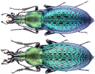 Insect - Carabidae Coptolabrus Smar.  Tschiliensis - China - Pair 35 40mm.