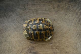 Tortoise Shell Small Found In The Forest Not Endangered Species