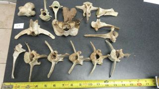 White Tailed Deer Vertebra Found On Bank Of The White River Real Animal Bones