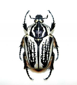 Cetonidae: Goliathus Orientalis Female.  65mm.  Africa.