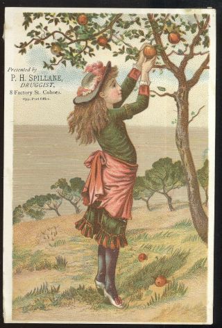 1880 - 90s Large Tc Advertising P H Spillane,  Druggist,  Cohoes,  N.  Y.  Girl W/apples