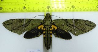 Sphingidae; Amphonix Lucifer (190mm) Female A1 / French Guiana