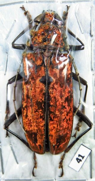 Unmounted Beetle Cerambycidae Hemadius Oenochrous Laos