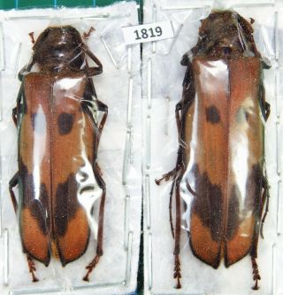 Unmounted Beetle Cerambycidae Oplatocera Callidiosa Females Laos