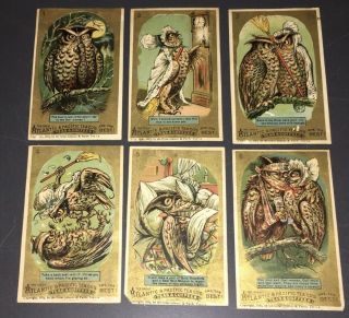 1883 Atlantic & Pacific Tea Comic / Pun Owl Series Set - 6 Victorian Trade Cards