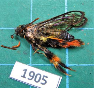 Unmounted Moth Sesiidae Unidentified Species Laos Rare