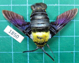 Unmounted Hawk Moth Sphingidae Sataspes Xylocoparis Male Laos