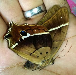 Lepidoptera/morphidae Antirrhea Ssp From Brasil 2019