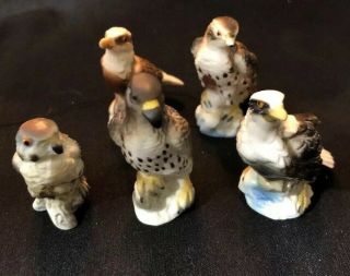 Miniature Birds Of Prey Figurines - Eagle Hawk Falcon - Set Of Five - Bone China