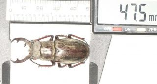 Lucanidae Lucanus Choui Lucanus Singularis 47.  5mm Tibet