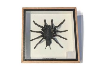Real Huge Mounted Tarantula Spider Boxed Display Eurypeima Spinicrus Taxidermy