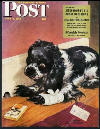 Saturday Evening Post Framing Cover June 8 1946 Butch Cocker Spaniel Staehle