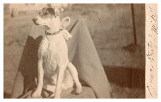 Rppc Jack Russell Terrier Real Photo Postcard Dog 1