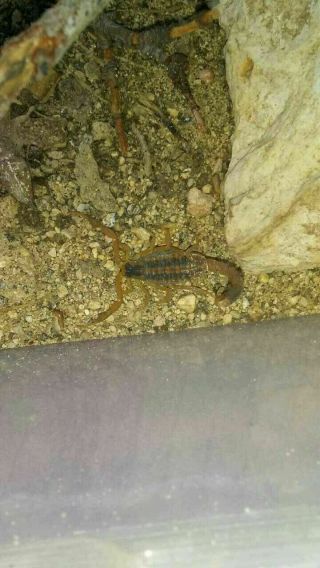 Real Live Texas Striped Bark Scorpions