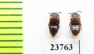 Staphylinidae Sp. ,  Russia (myrmecophilous)