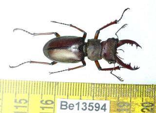 Lucanus Persarinii ? Lucanidae Stag Beetle Real Insect Vietnam Be (13594)