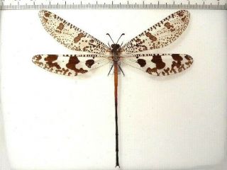 Antlion.  Neuroptera.  Palpares Speciosus.  Giant South African Rep.